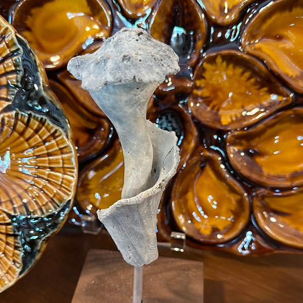 "Broken" Shell, Medium