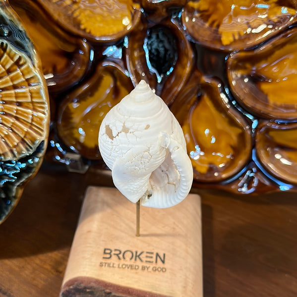 "Broken" Shell, Small