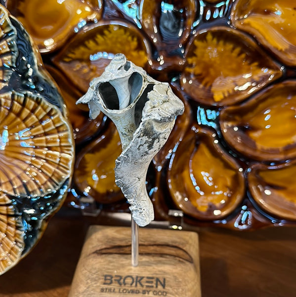 "Broken" Shell, Medium