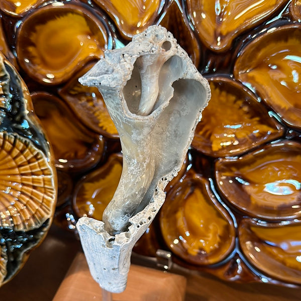 "Broken" Shell, Large