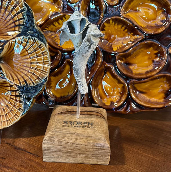 "Broken" Shell, Medium